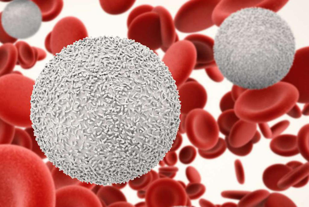 Что такое лейкоциты Что такое лейкоциты