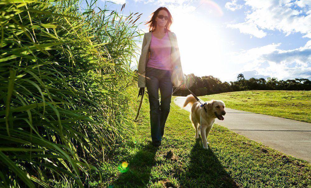 Ежедневные пешие прогулки Ежедневные пешие прогулки