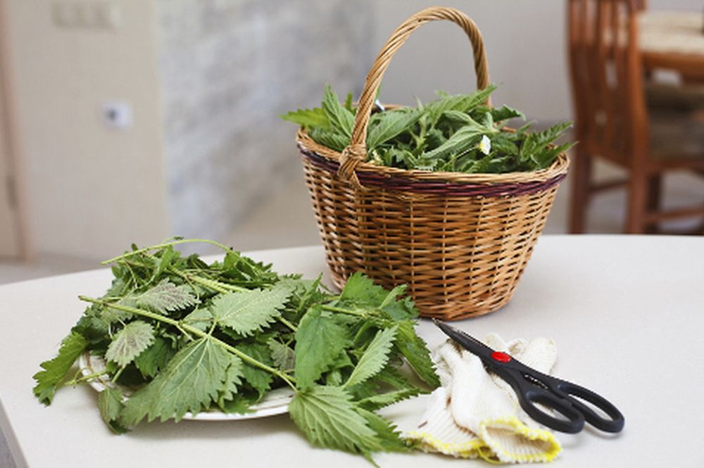 Листья крапивы Листья крапивы