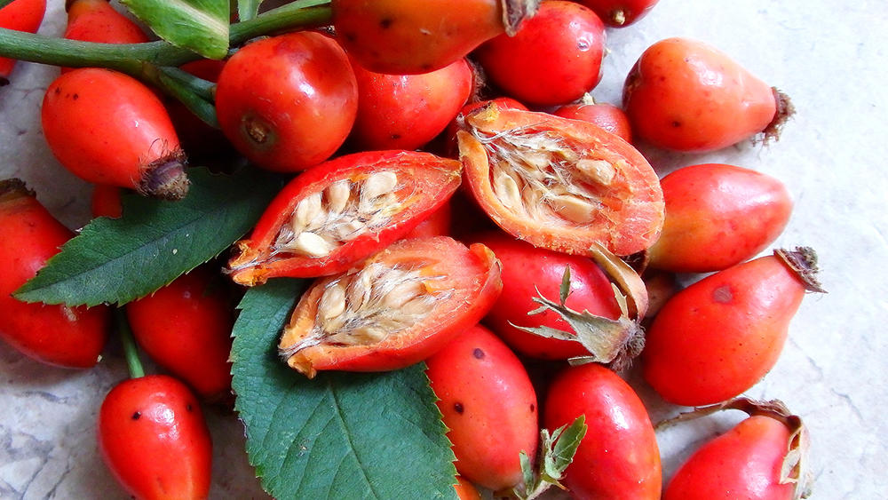 Шиповник и рябина Шиповник и рябина