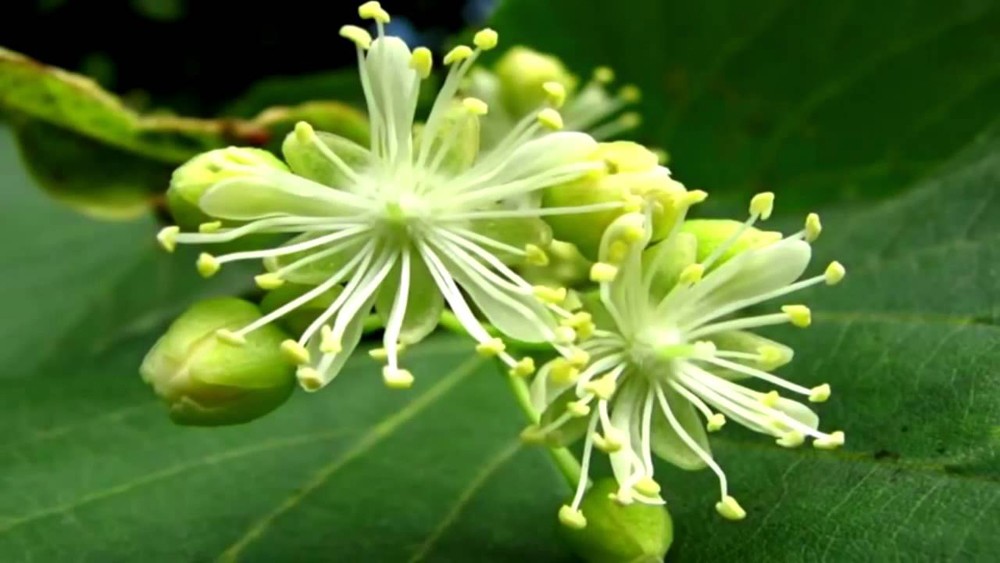 Цветы липы в народной медицине