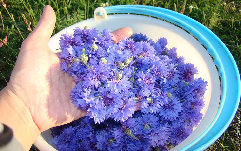 Цветы синего василька Цветы синего василька