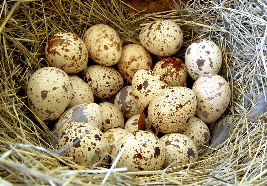 Холестерин и перепелиные яйца Холестерин и перепелиные яйца