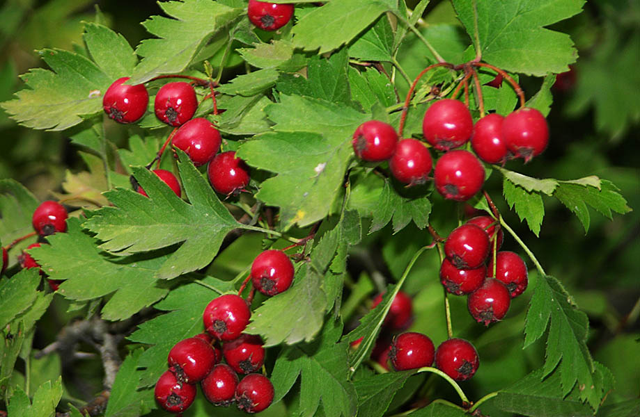 Использование боярышника в медицине Использование боярышника в медицине