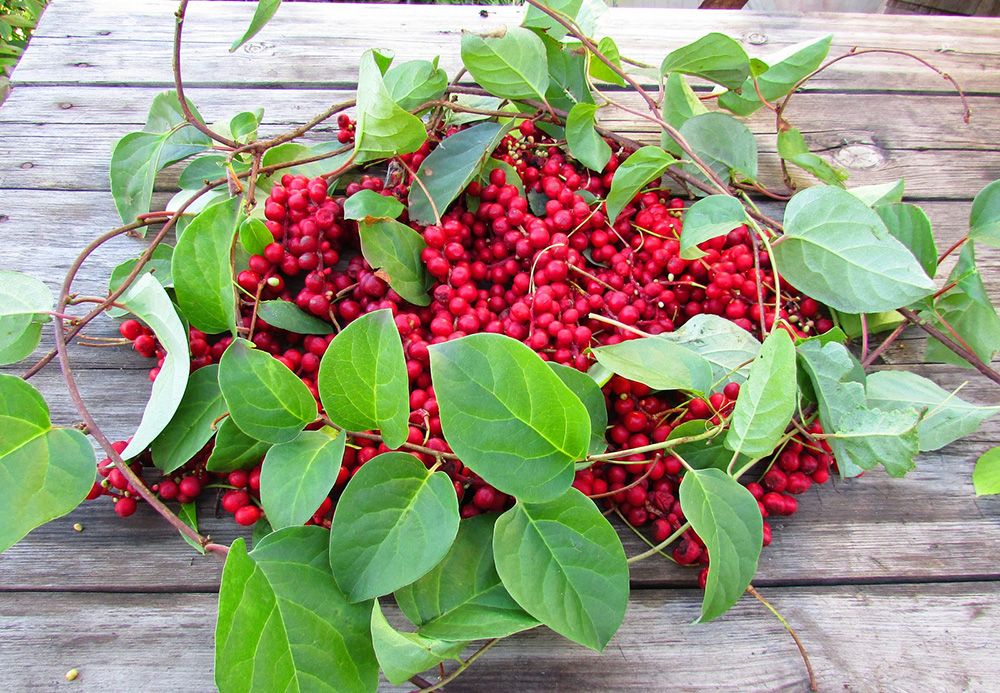 Использование лимонника Использование лимонника