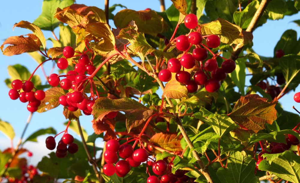 Калина в природе Калина в природе