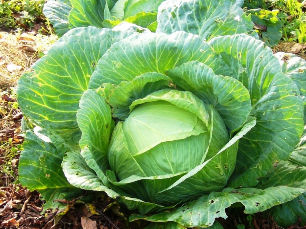 При тромбозе вен необходимо исключить из рациона все виды капусты капуста и тромбоз