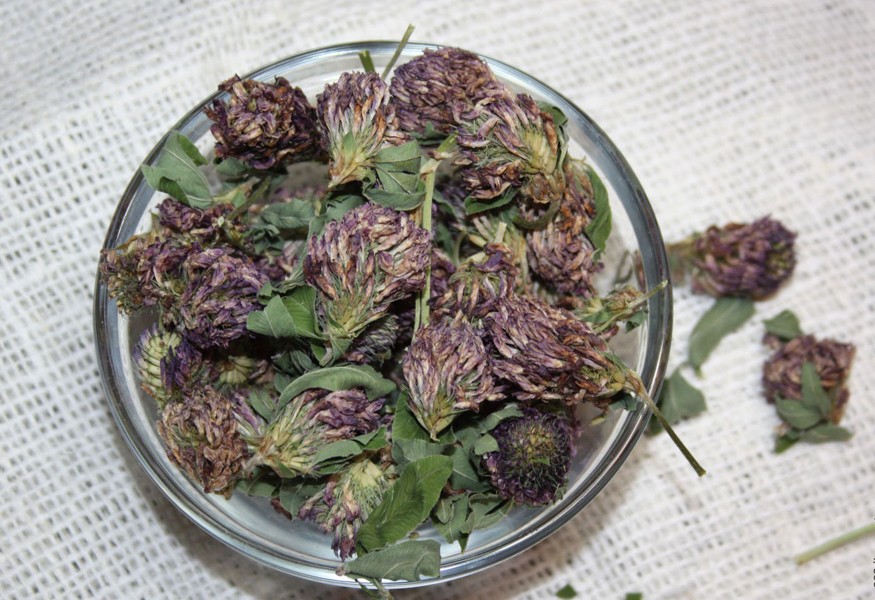 Клеверный отвар Клеверный отвар