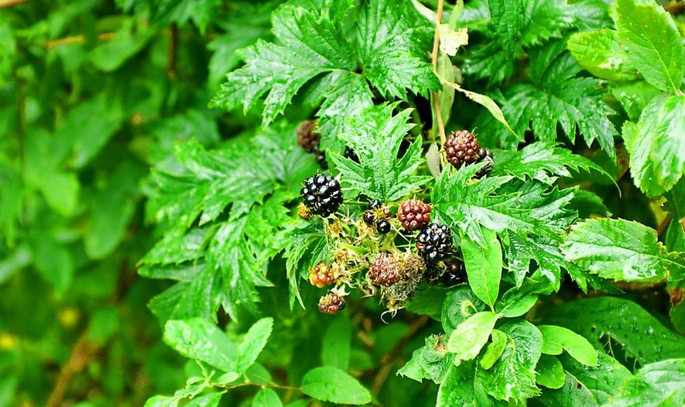 Отвар из листьев ежевики повышает гемоглобин листья ежевики народное средство