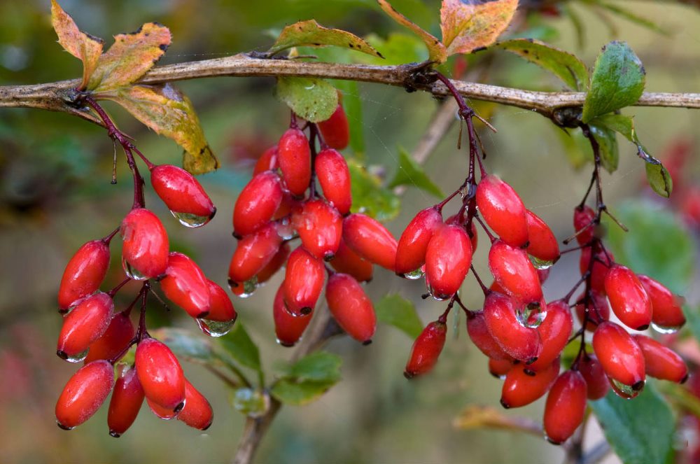 Настойка из барбариса нормализует работу сердечно-сосудистой системы настойка из барбариса