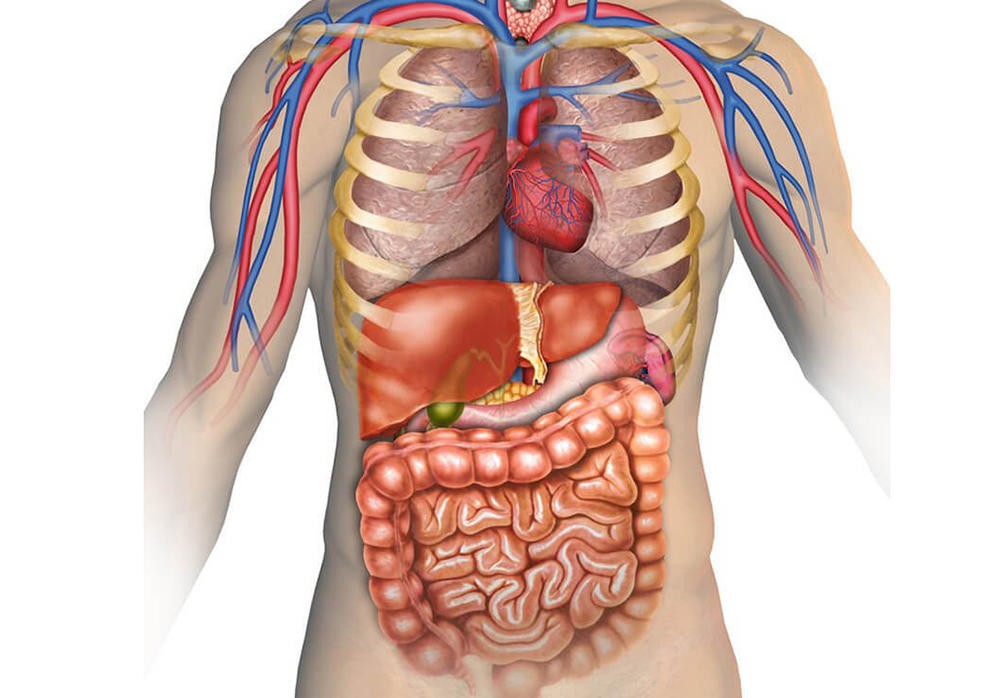 Органы брюшной полости Органы брюшной полости