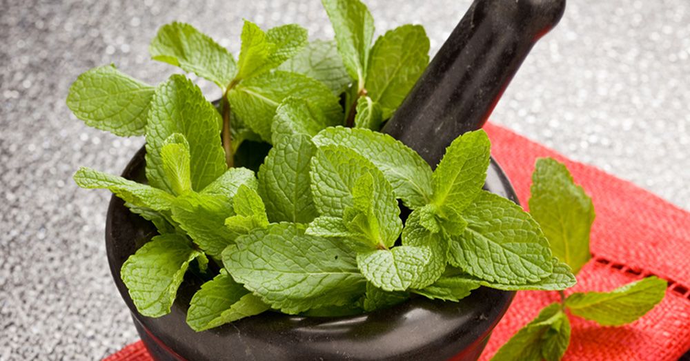Полезные свойства мяты Полезные свойства мяты