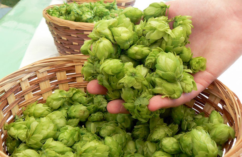 Применение шишек хмеля