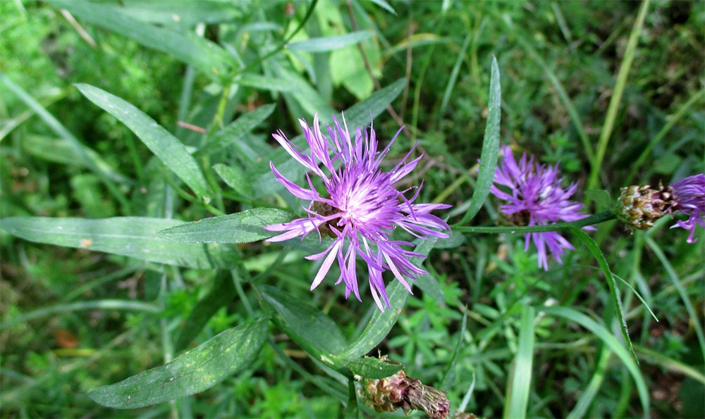 Применение соцветий василька в медицине Применение соцветий василька в медицине