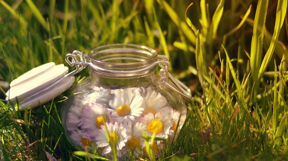 Цветки ромашки Цветки ромашки