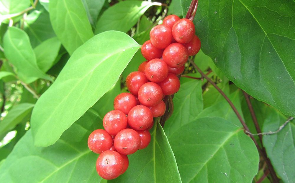 Состав лимонника Состав лимонника