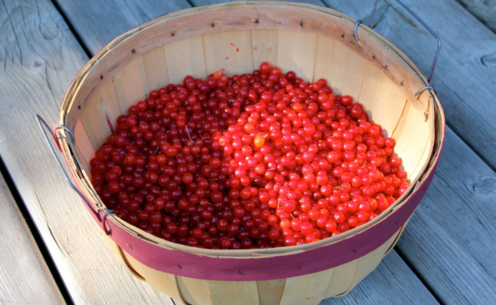 Заготовка калины на зиму Заготовка калины на зиму