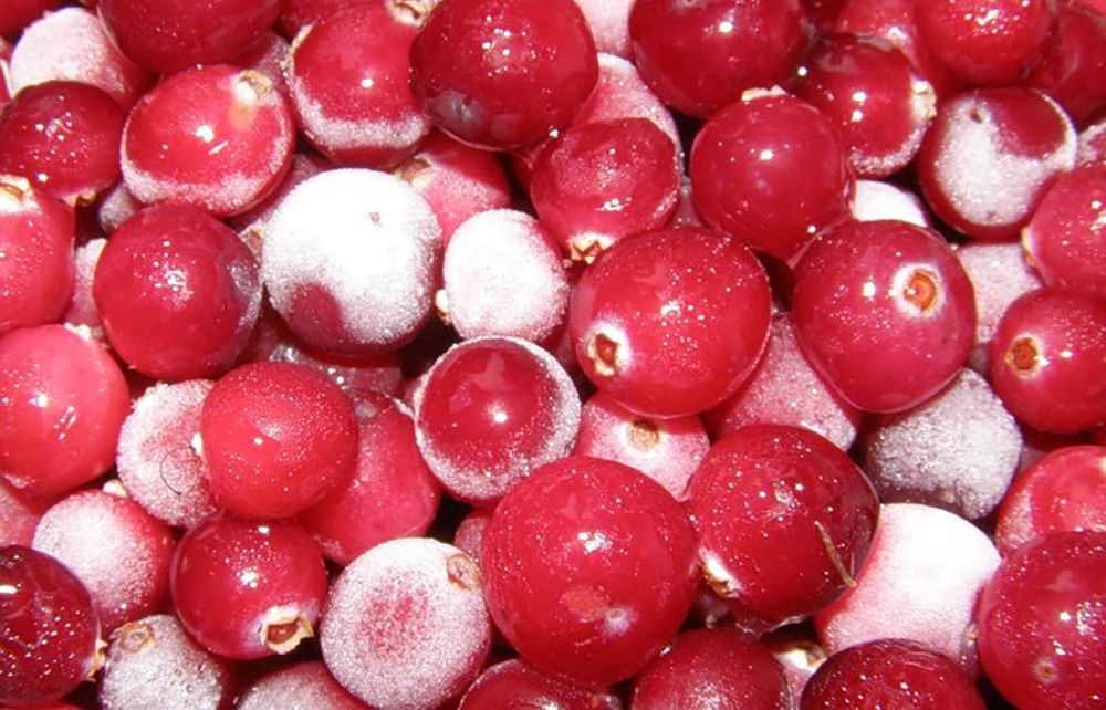 Замораживание клюквы Замораживание клюквы