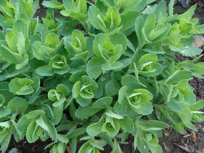 Заячья капуста цветок Заячья капуста цветок