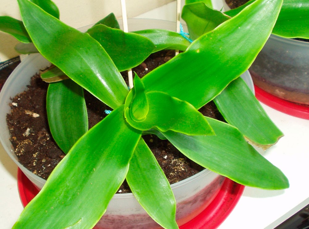 Золотой ус Золотой ус